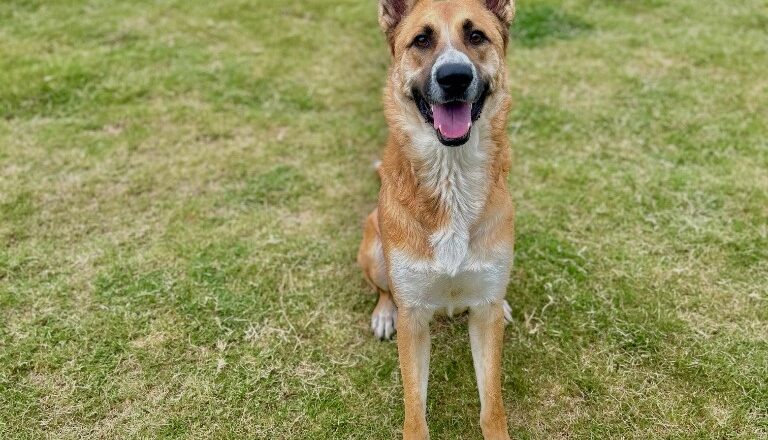 Officials Asking for Help as Animal Shelter at Maximum Capacity